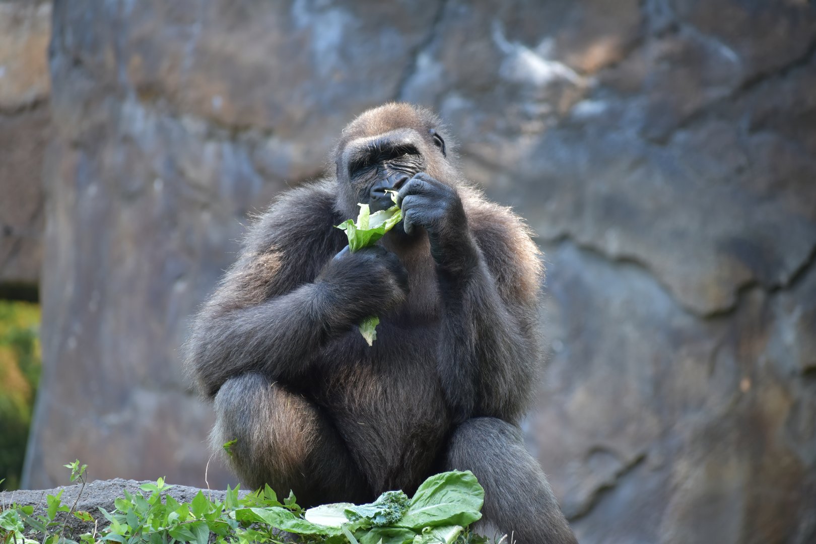 Western Lowland Gorilla