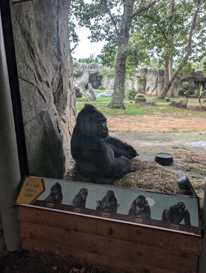 Western Lowland Gorilla