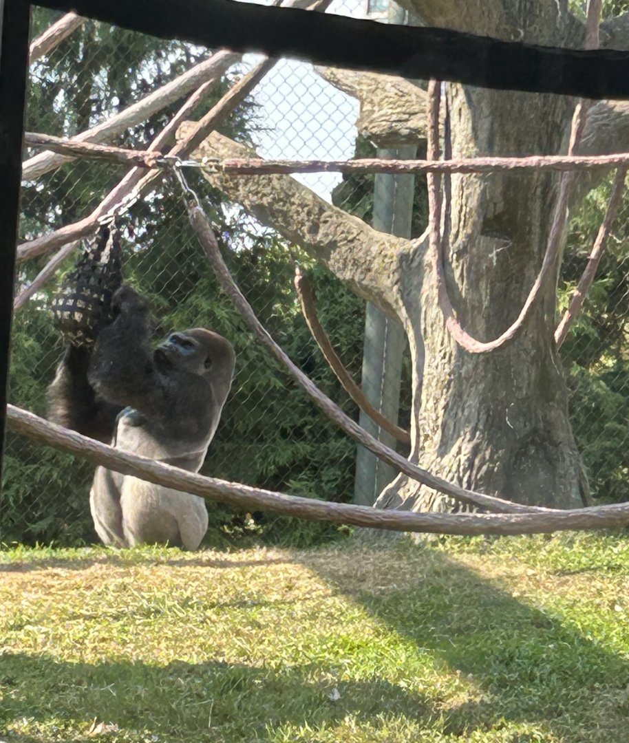Western lowland gorilla