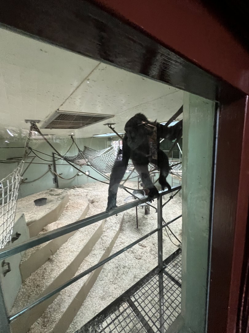 Western Lowland Gorilla