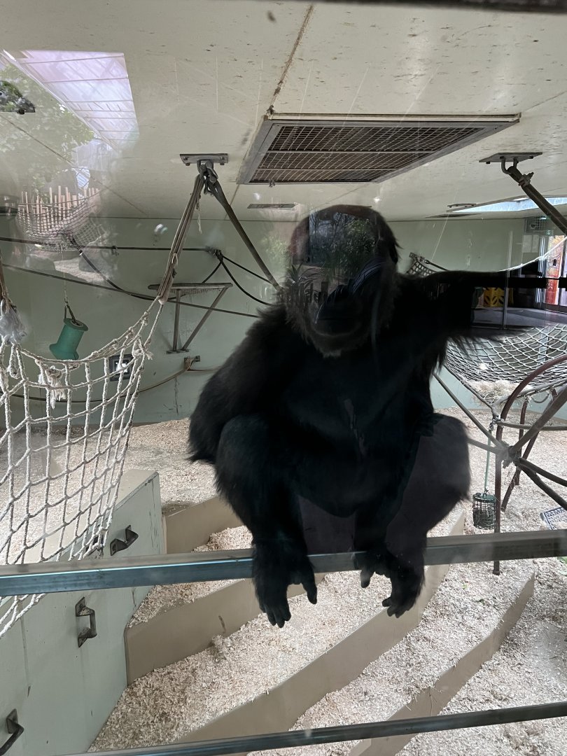 Western Lowland Gorilla