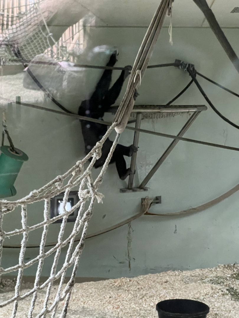 Western Lowland Gorilla