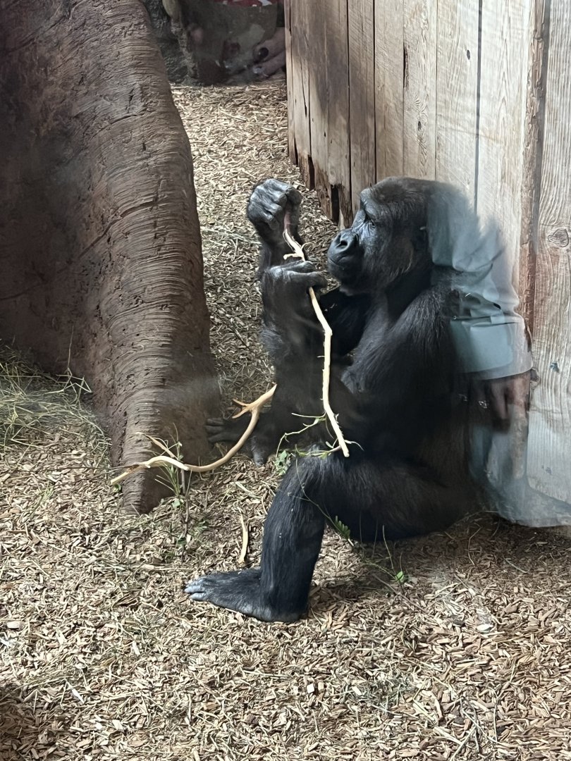 Western Lowland Gorilla