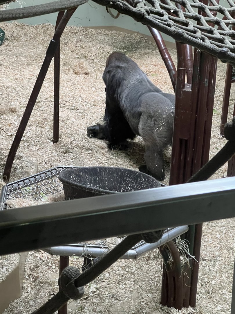 Western Lowland Gorilla