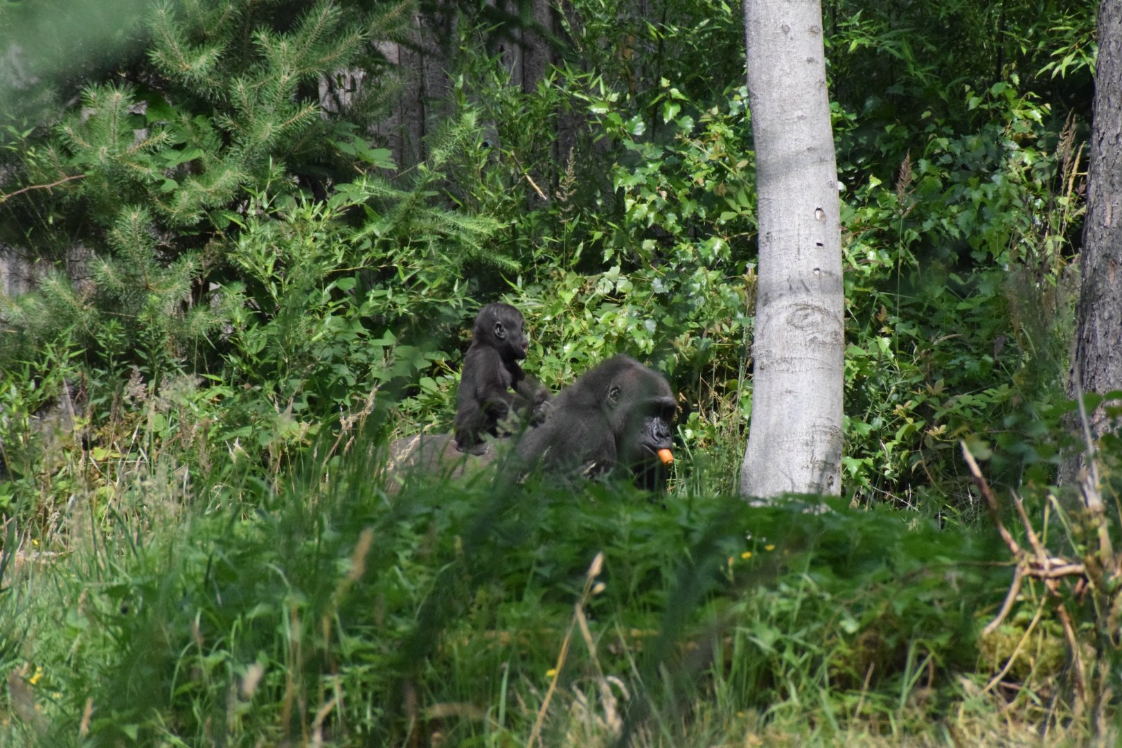 Western lowland gorilla