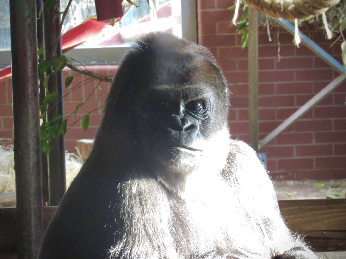 Western lowland gorilla