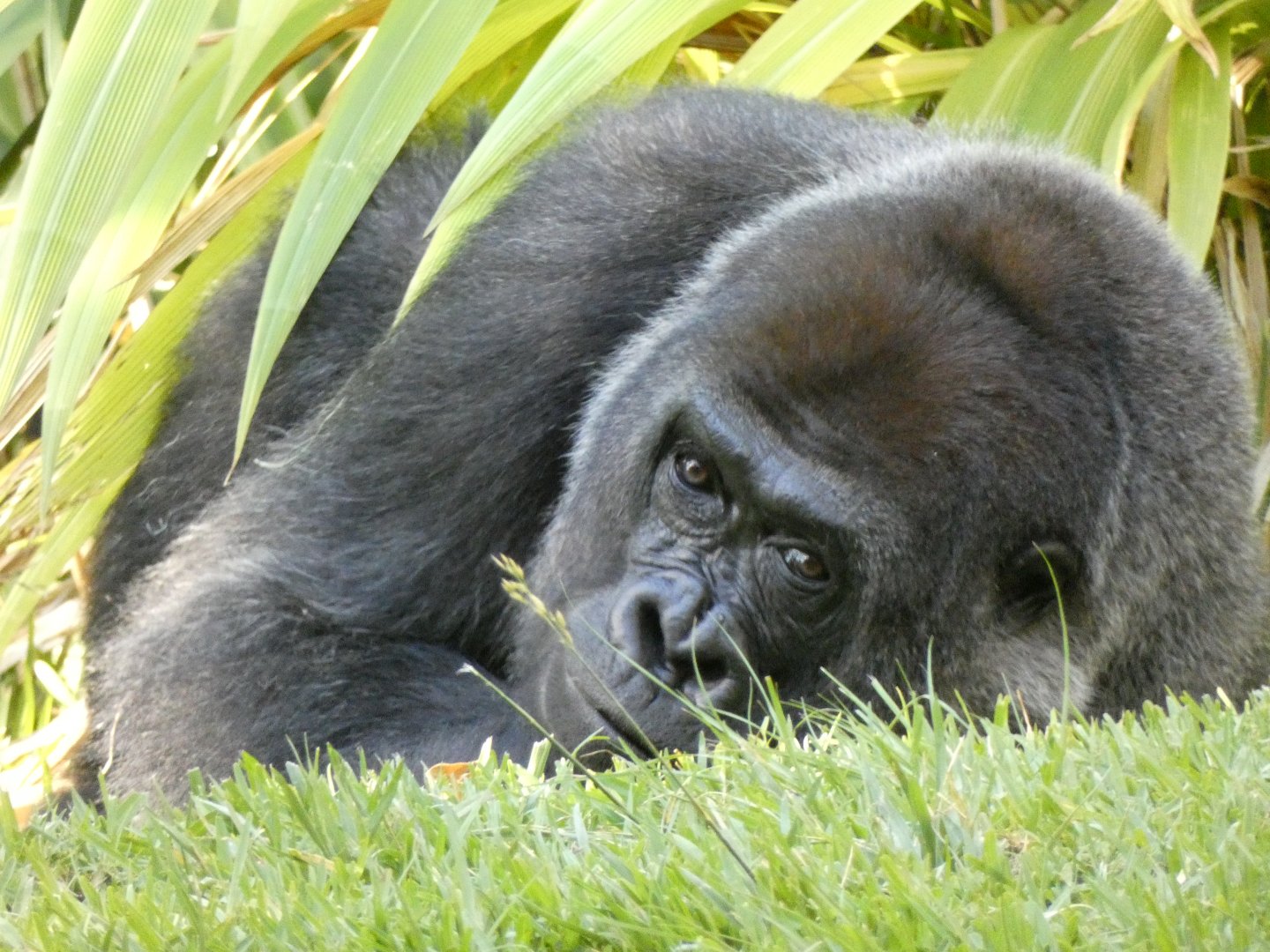 Western lowland gorilla