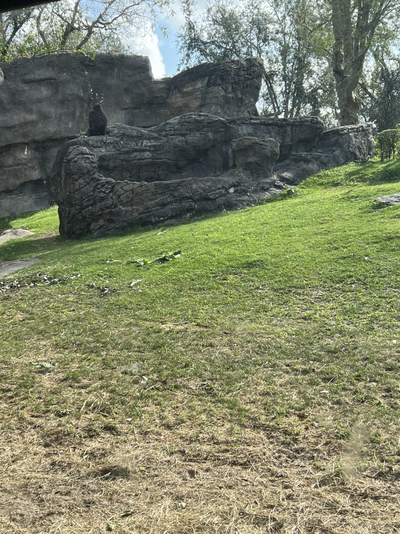 Western Lowland Gorilla