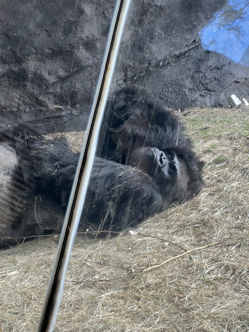 Western Lowland Gorilla