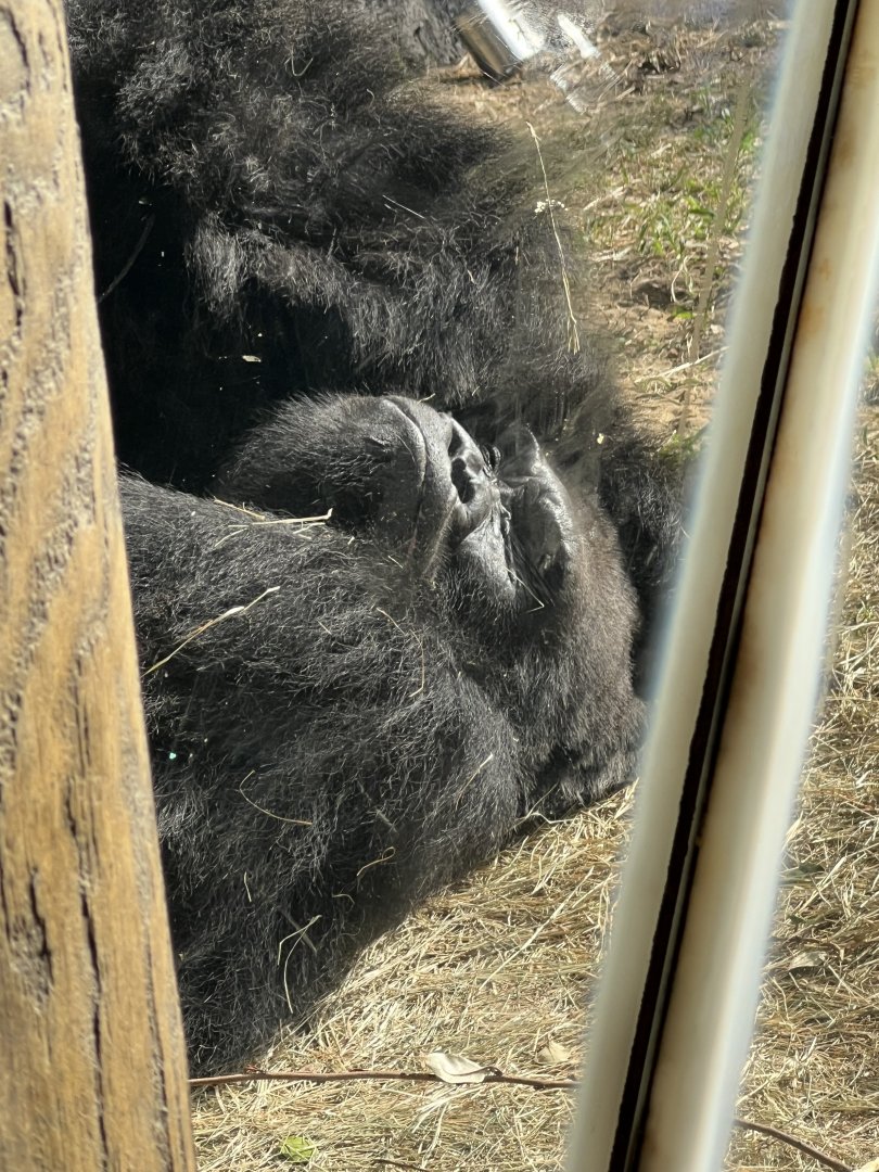 Western Lowland Gorilla