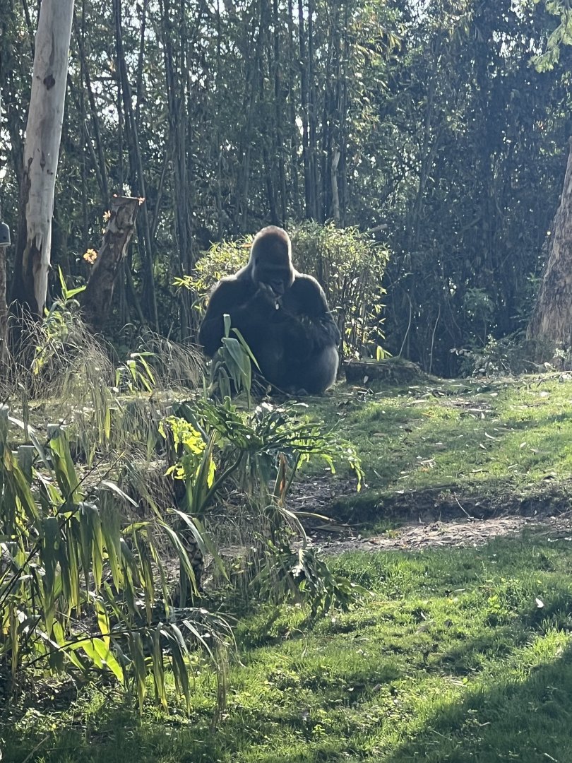 Western Lowland Gorilla