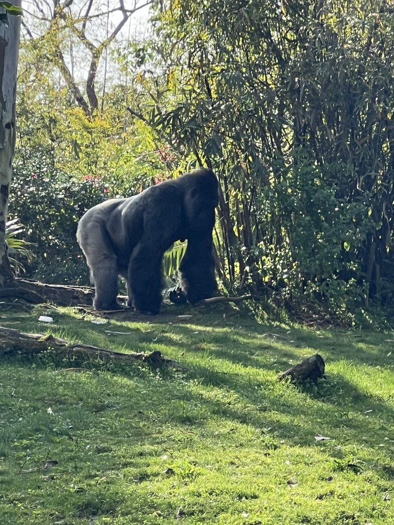 Western Lowland Gorilla