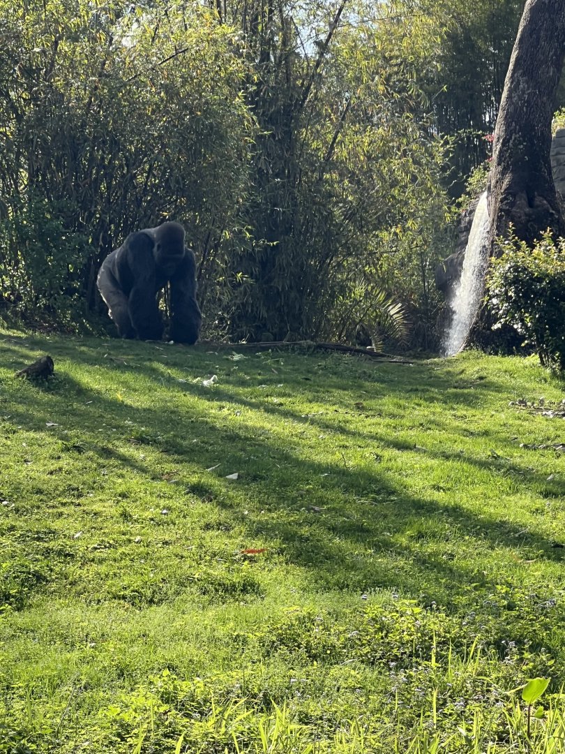 Western Lowland Gorilla