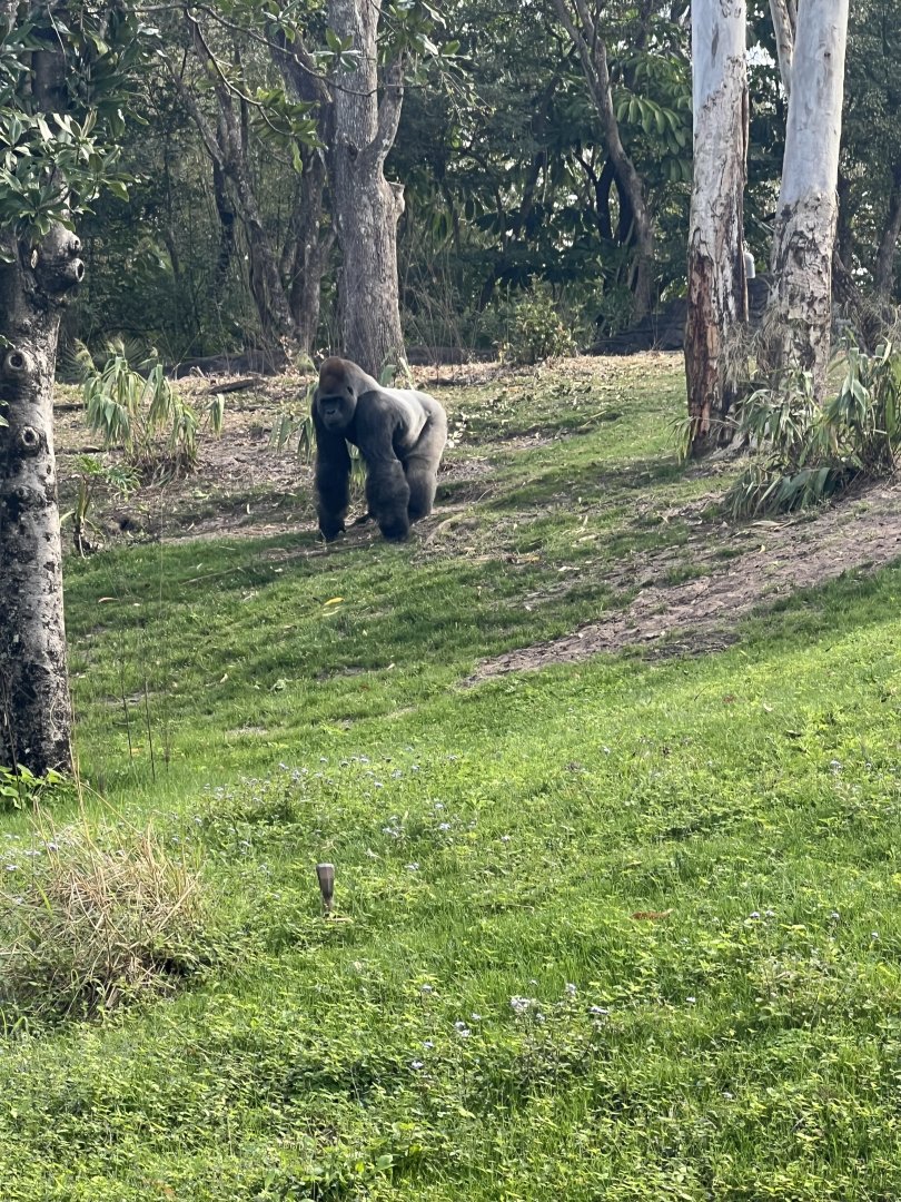 Western Lowland Gorilla