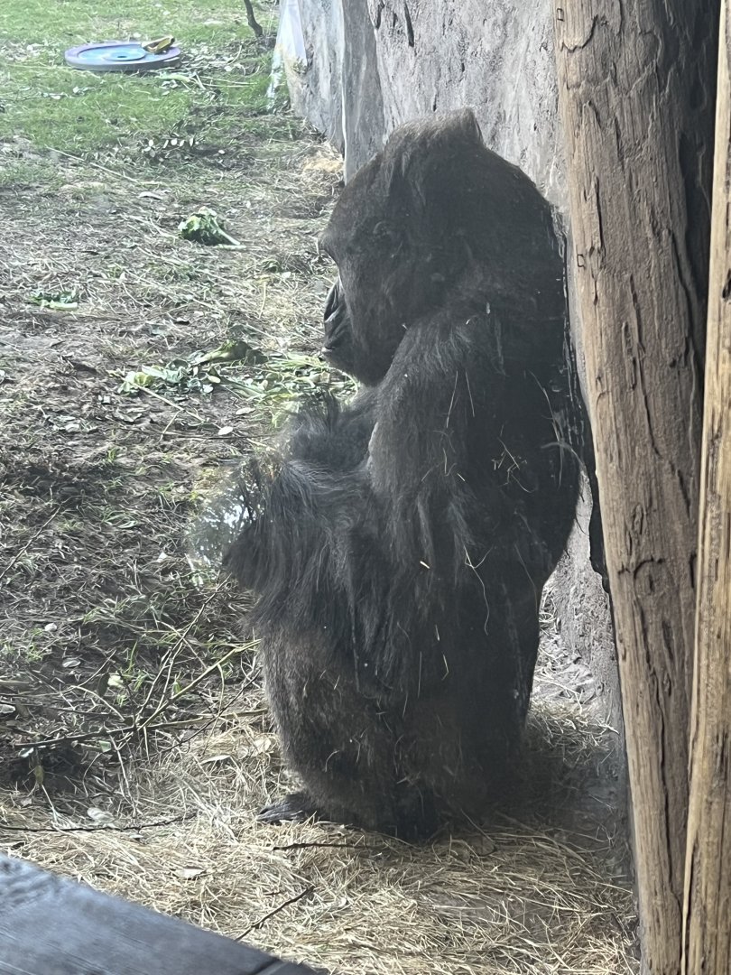 Western Lowland Gorilla
