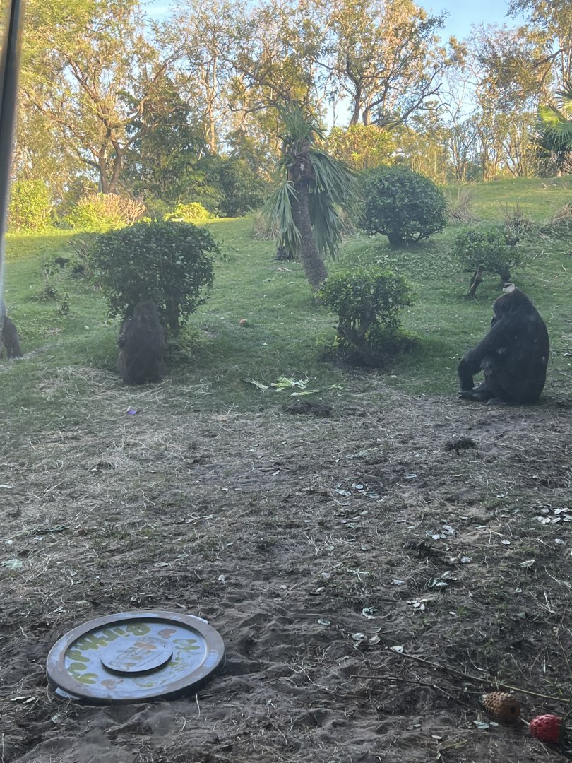 Western Lowland Gorilla