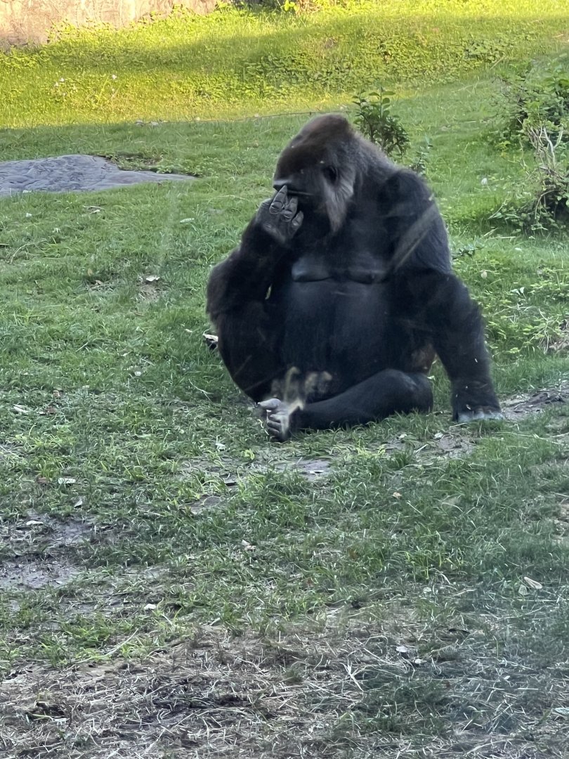 Western Lowland Gorilla