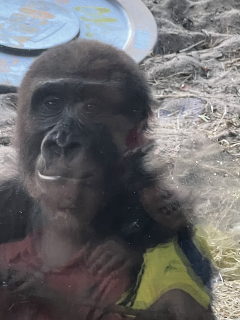 Western Lowland Gorilla