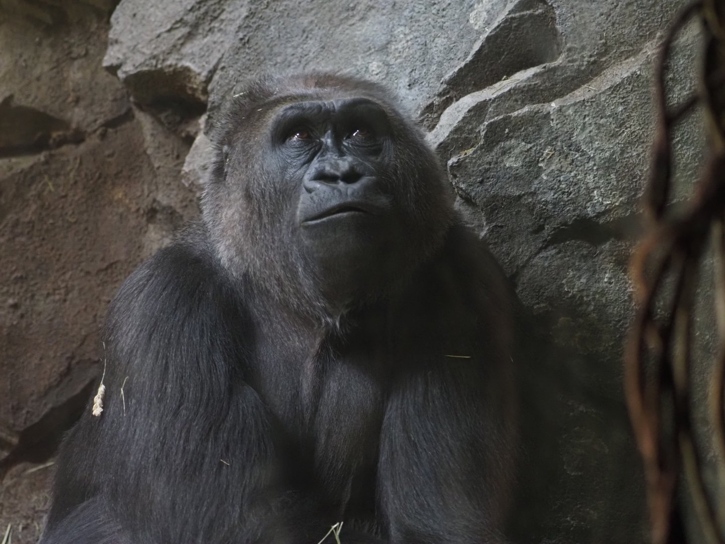 Western Lowland Gorilla