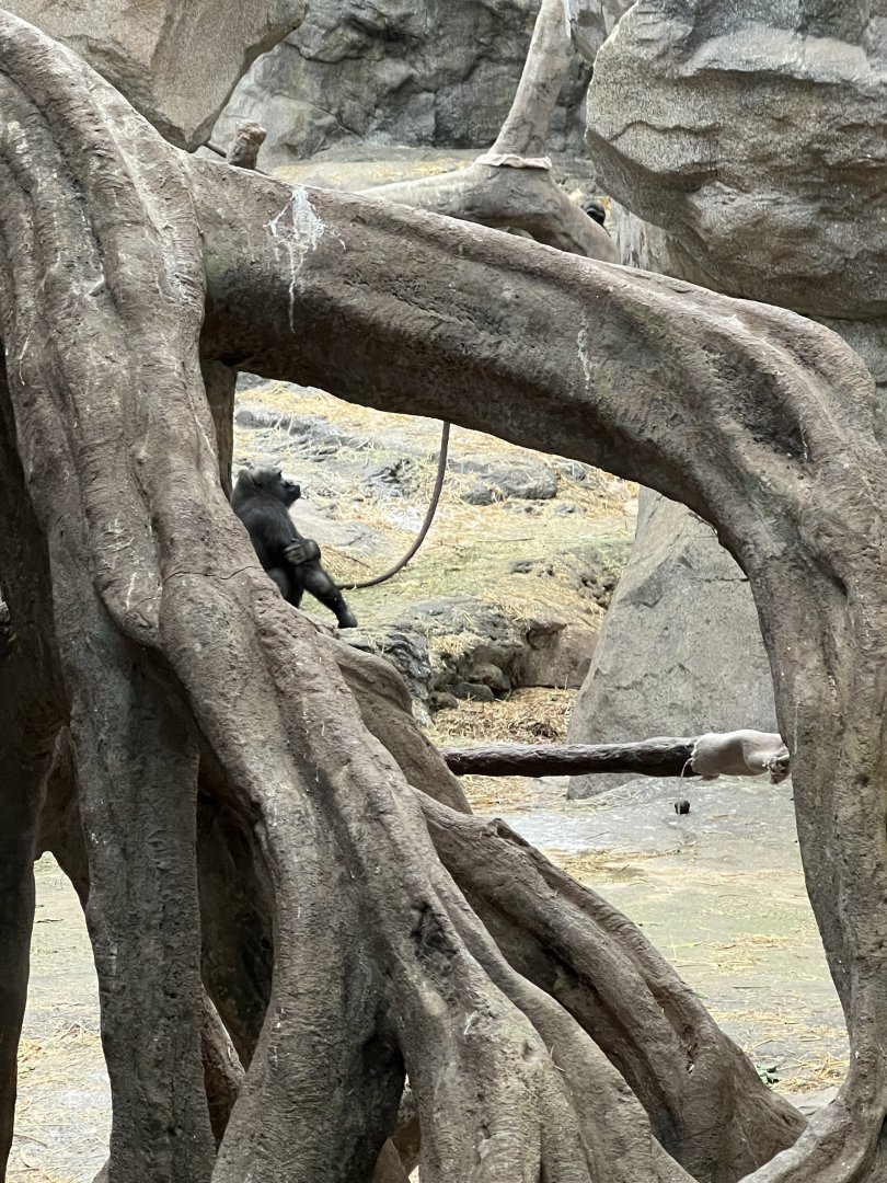 Western Lowland Gorilla