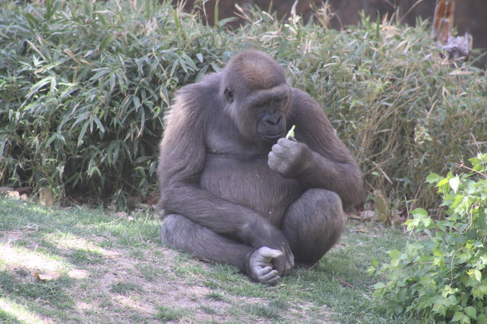 Western Lowland Gorilla