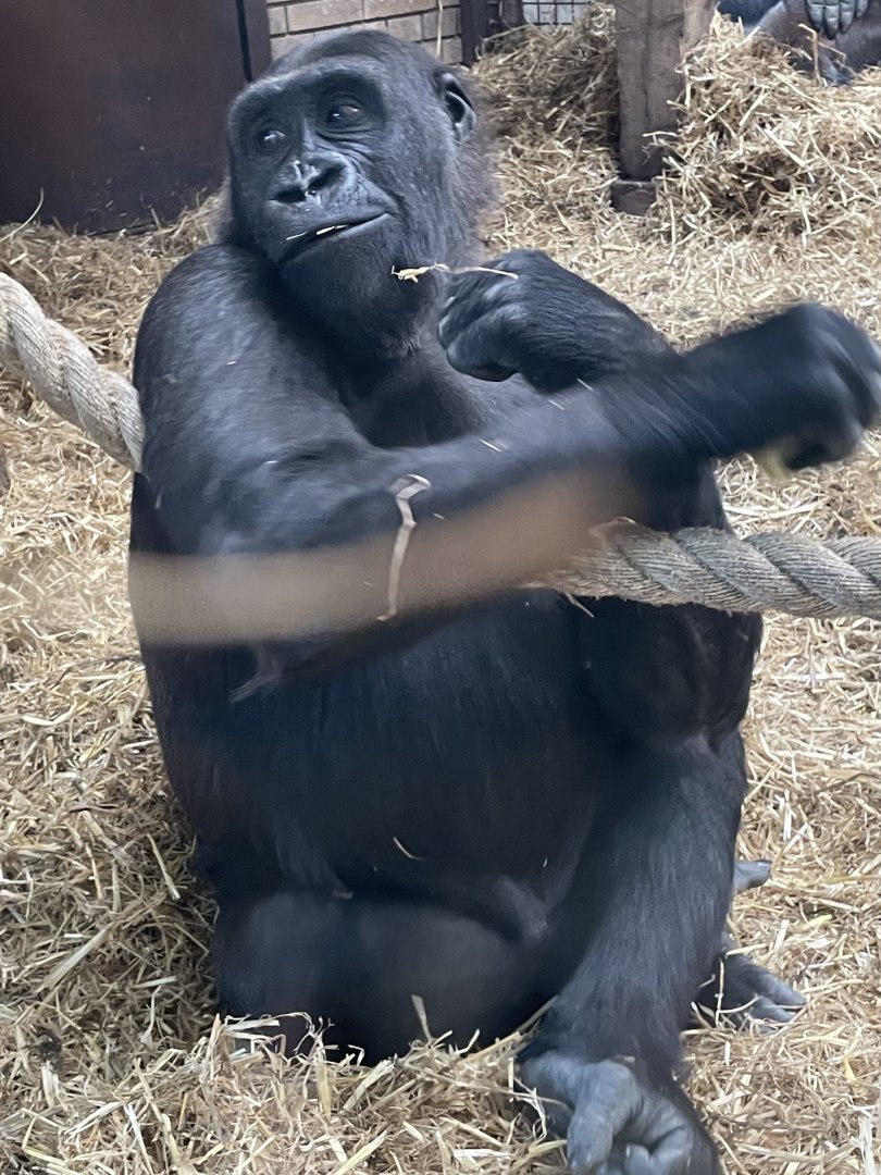 Western Lowland Gorilla