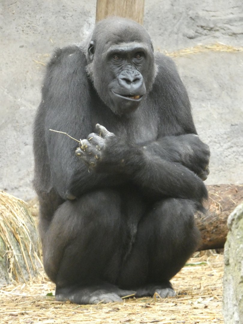 Western lowland gorilla