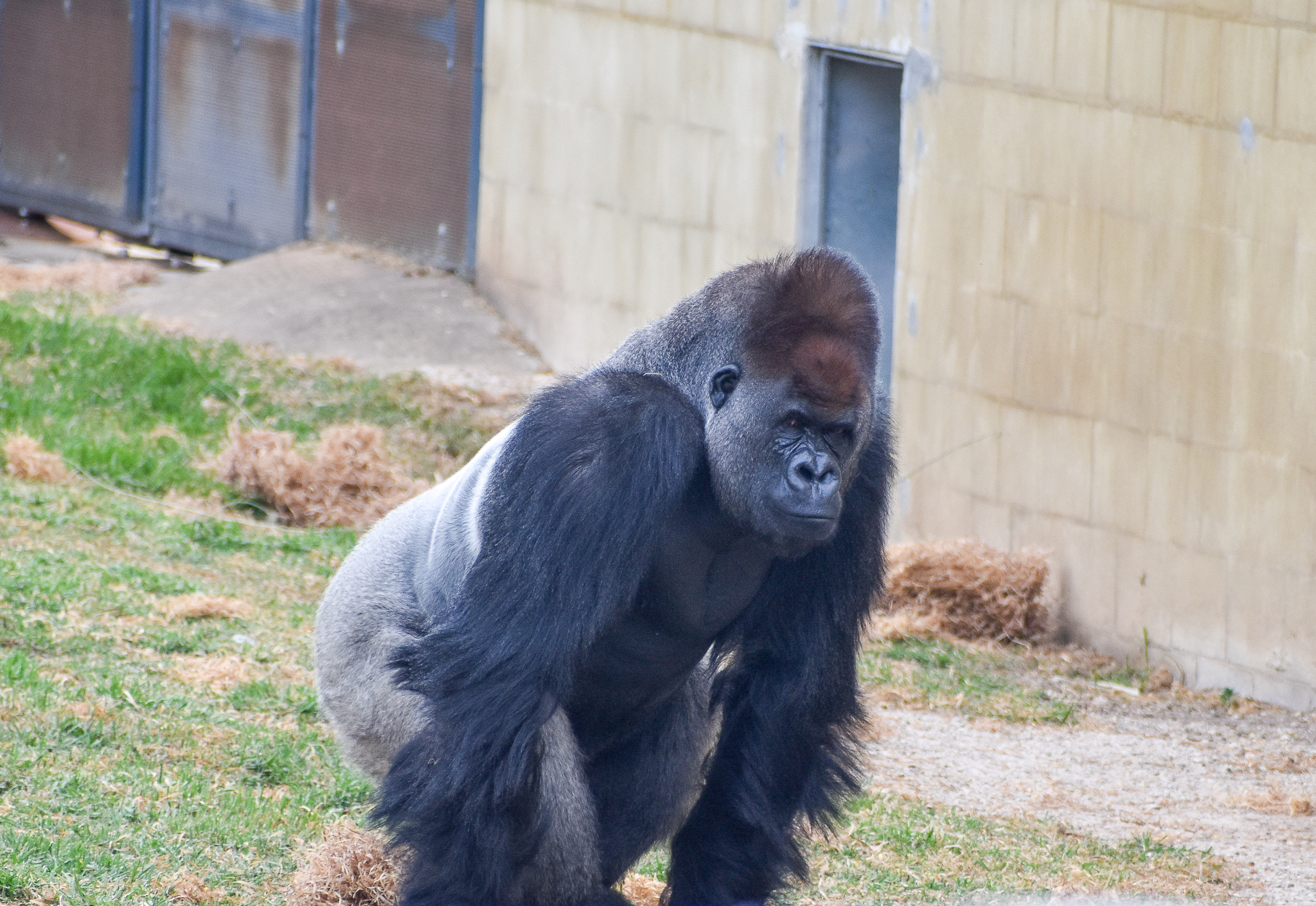 Western Lowland Gorilla
