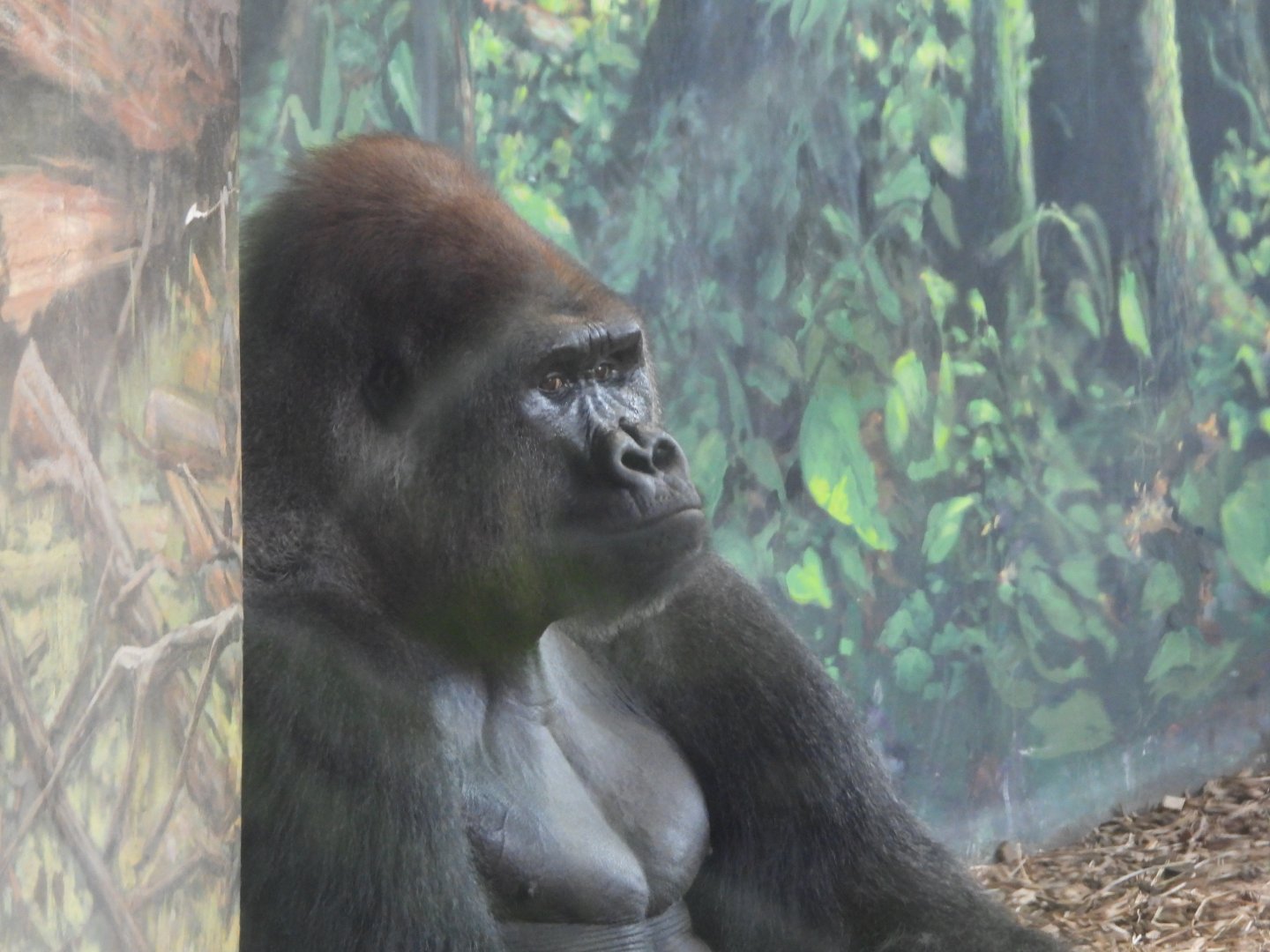 Western lowland gorilla
