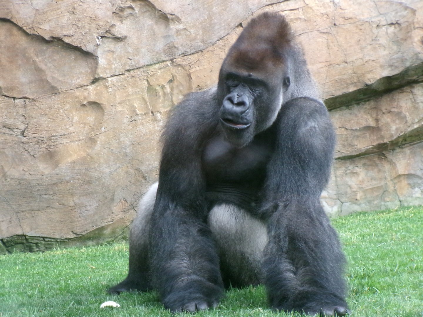 Western lowland gorilla