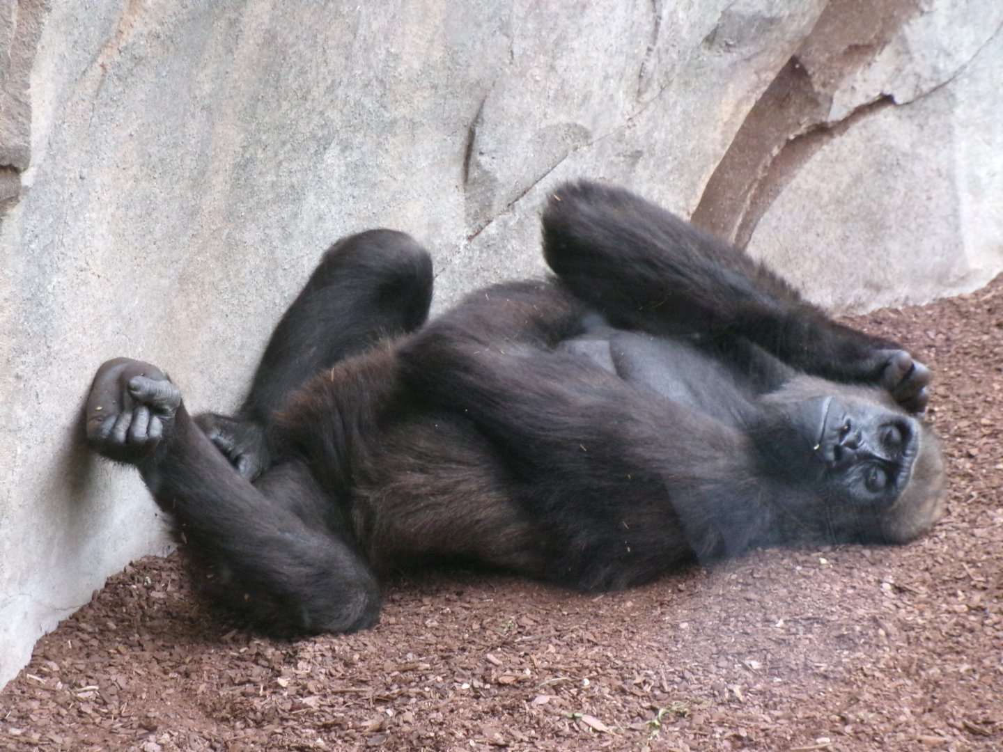 Western lowland gorilla