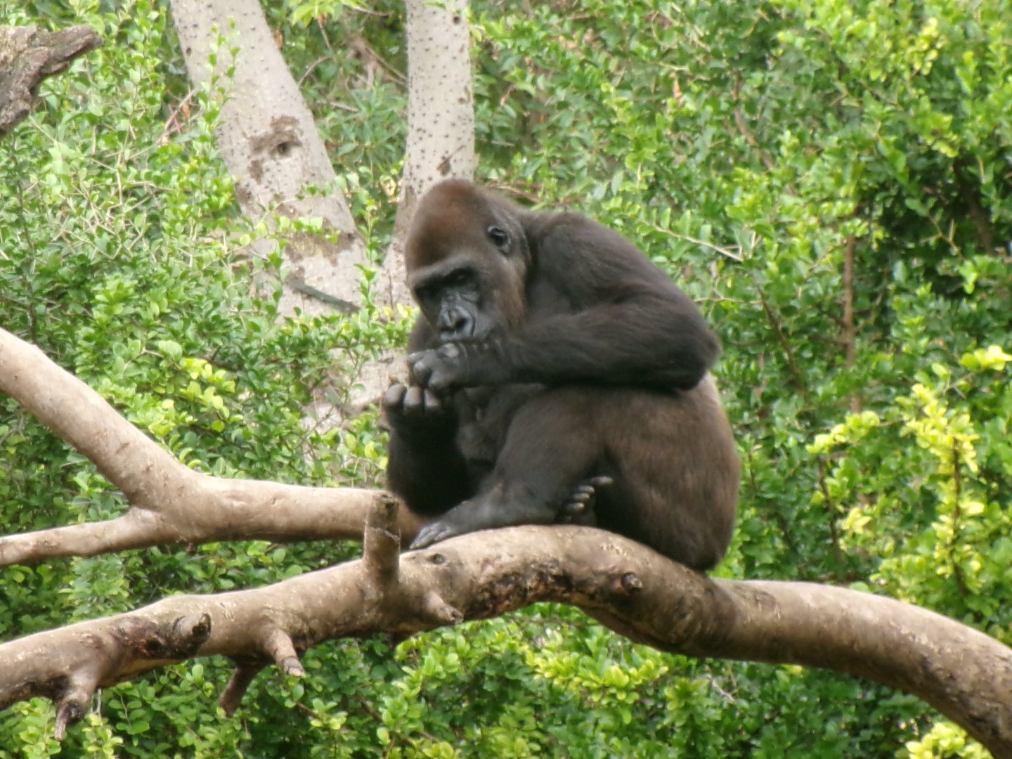 Western lowland gorilla