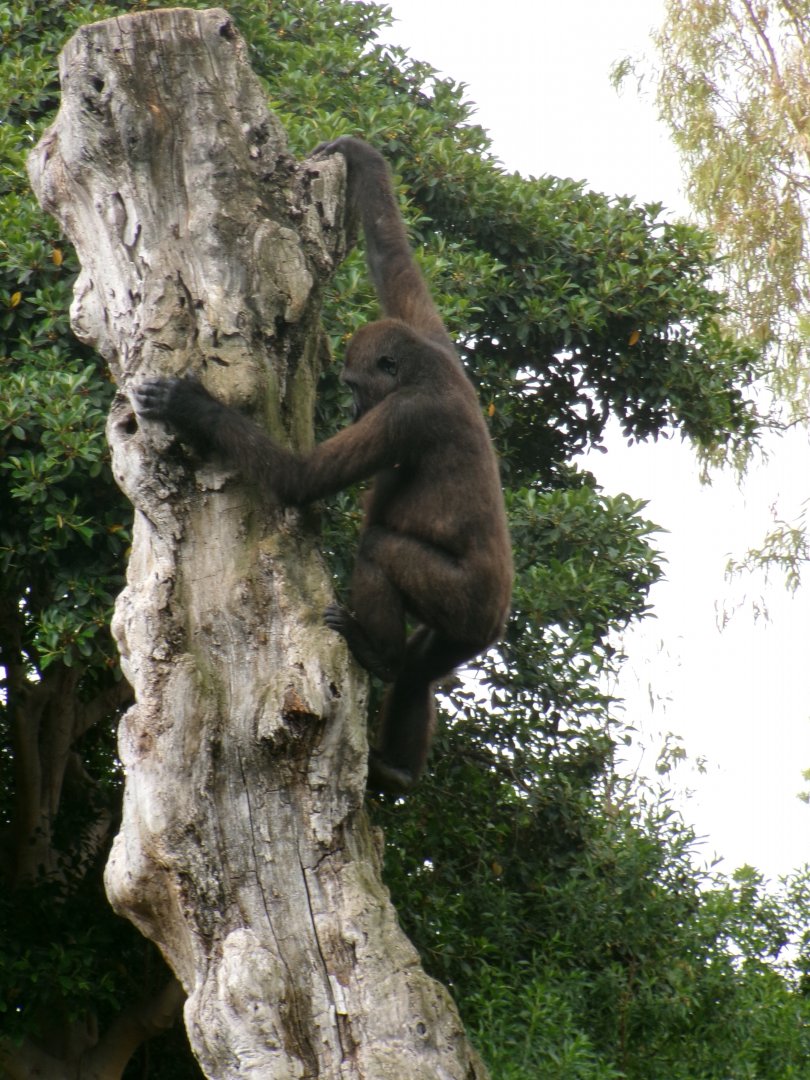 Western lowland gorilla