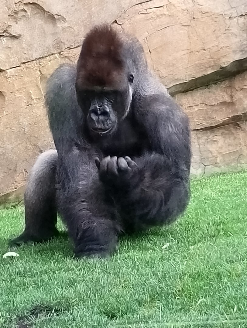 Western lowland gorilla