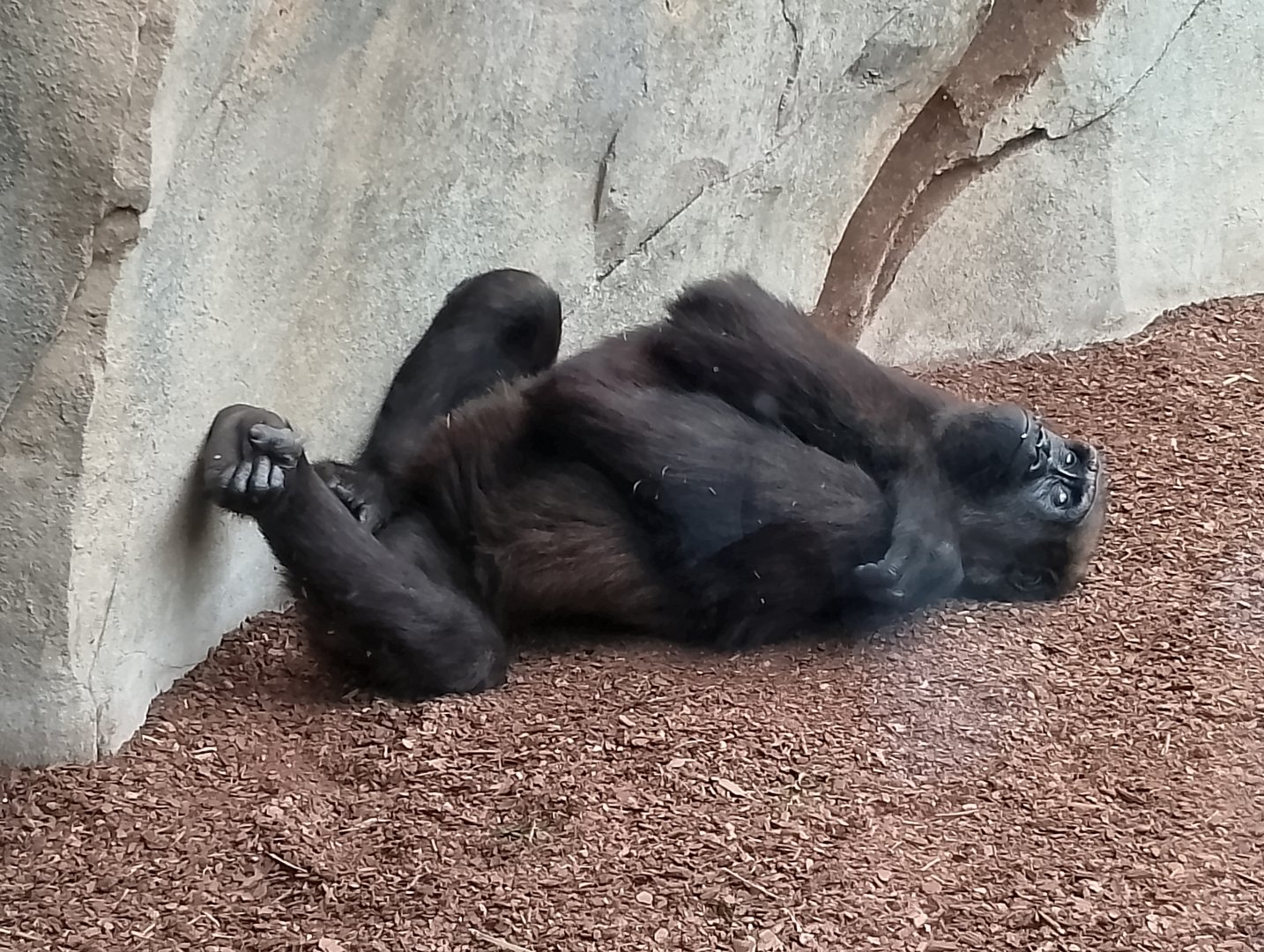 Western lowland gorilla
