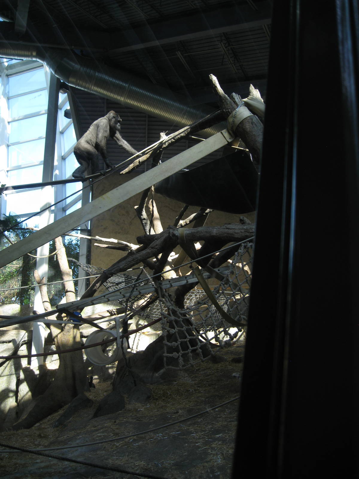 Western Lowland Gorilla