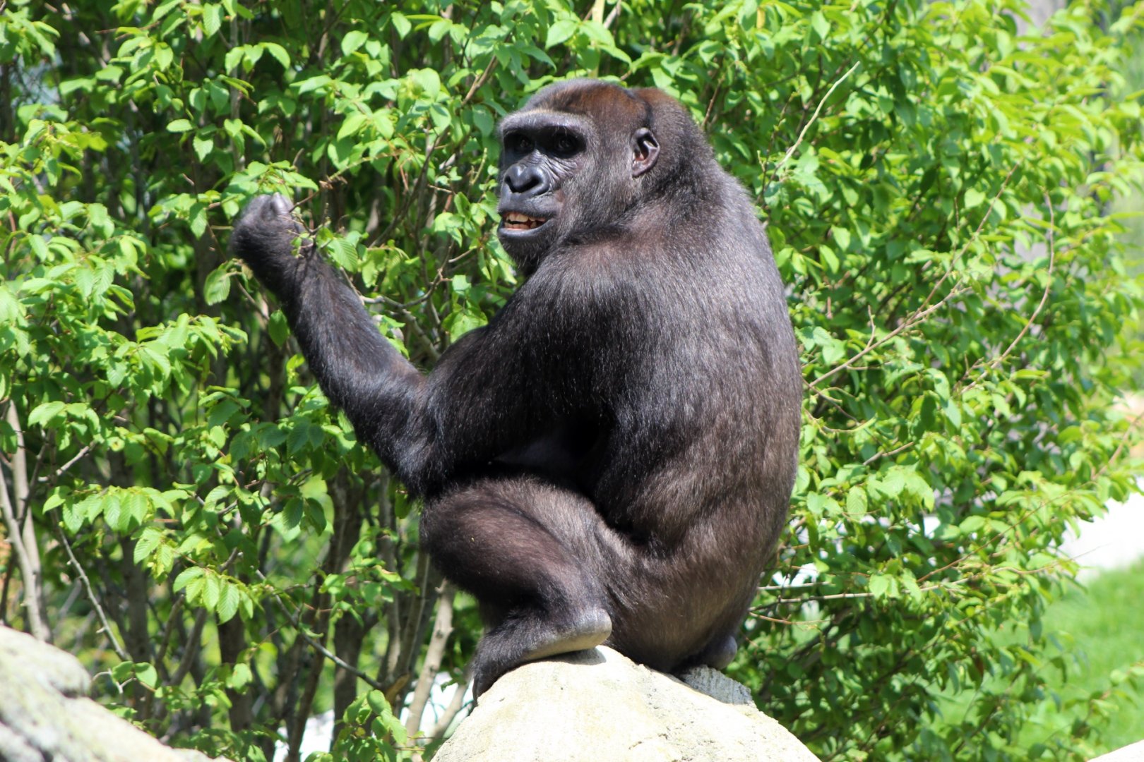 Western Lowland Gorilla