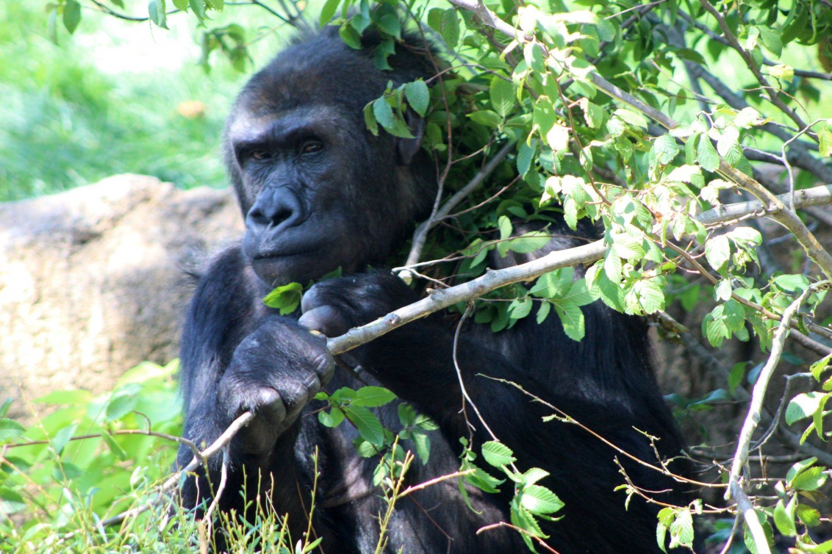 Western Lowland Gorilla