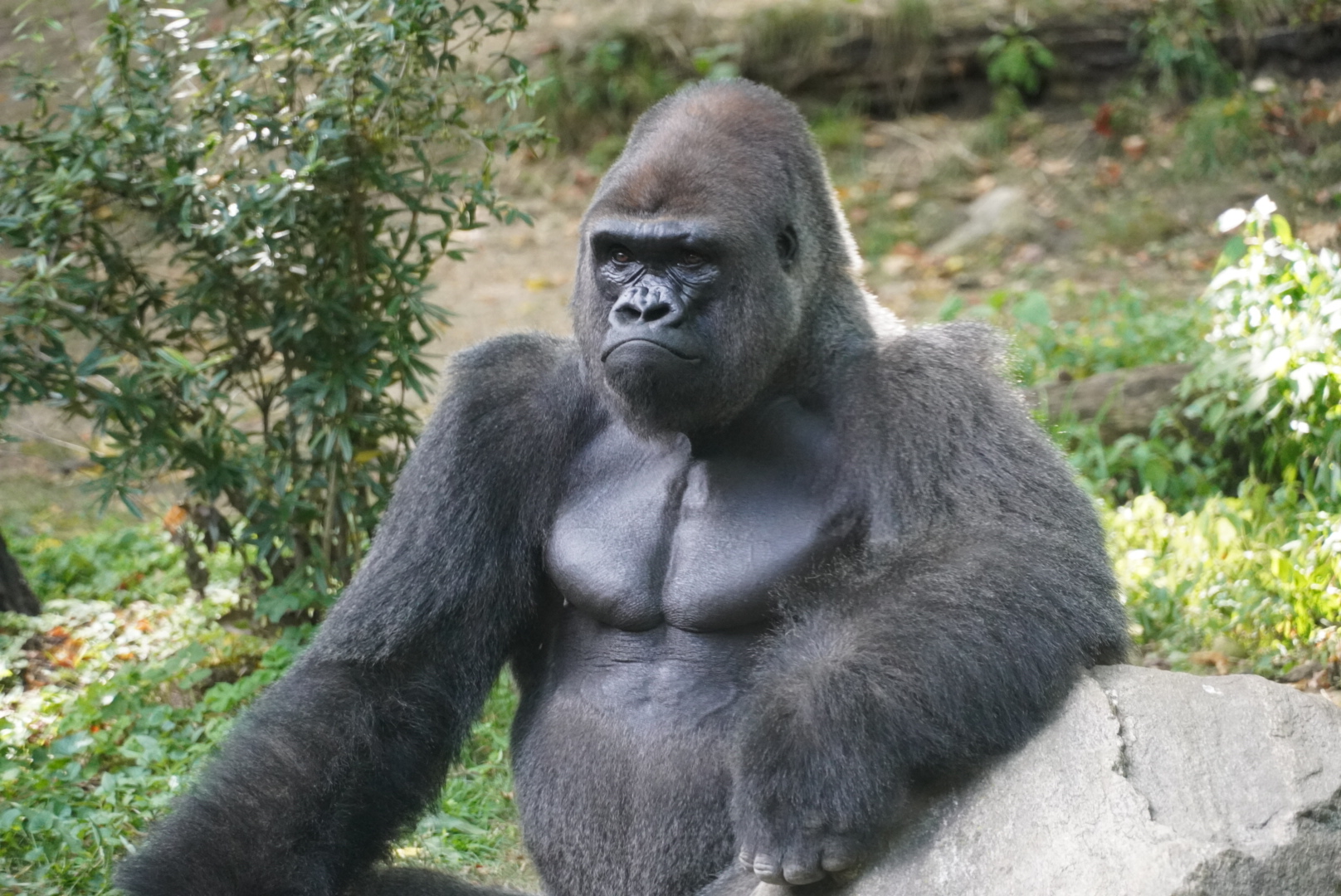 Western Lowland Gorilla