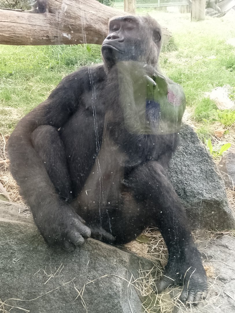 Western lowland gorilla
