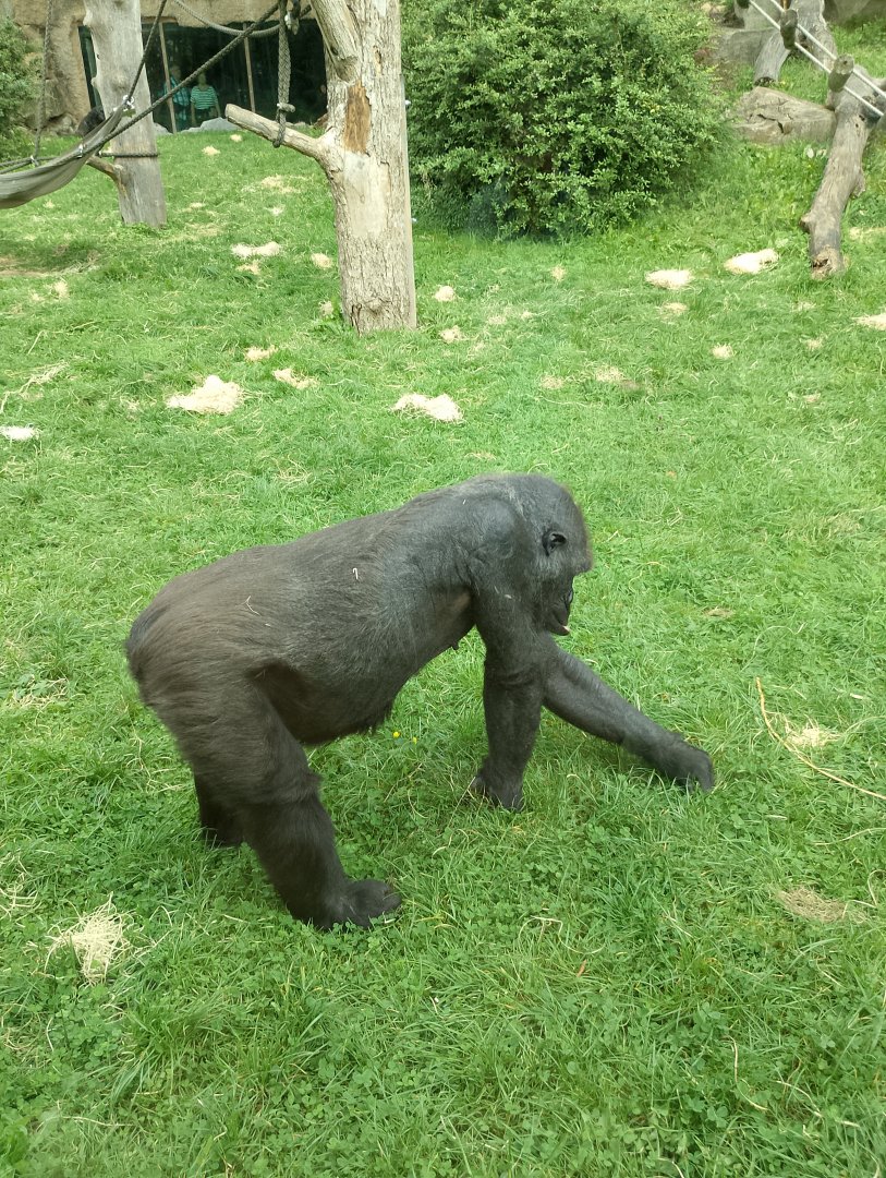 Western lowland gorilla
