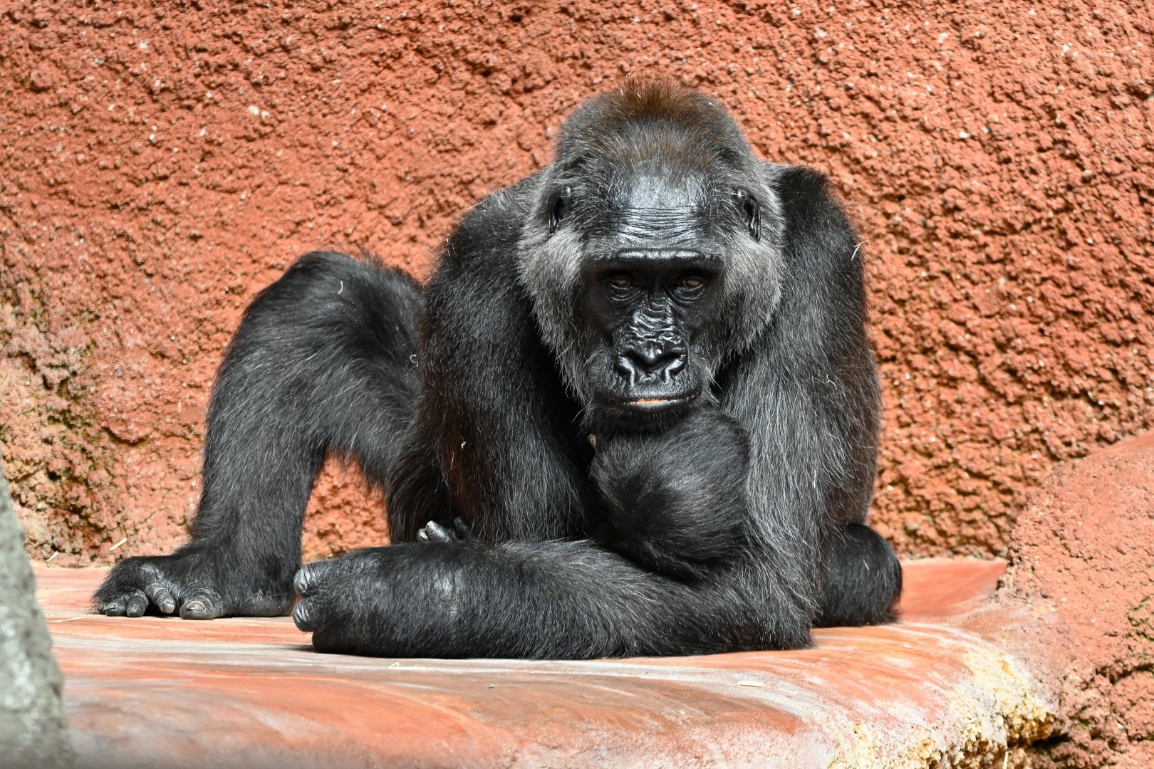 Western lowland gorilla