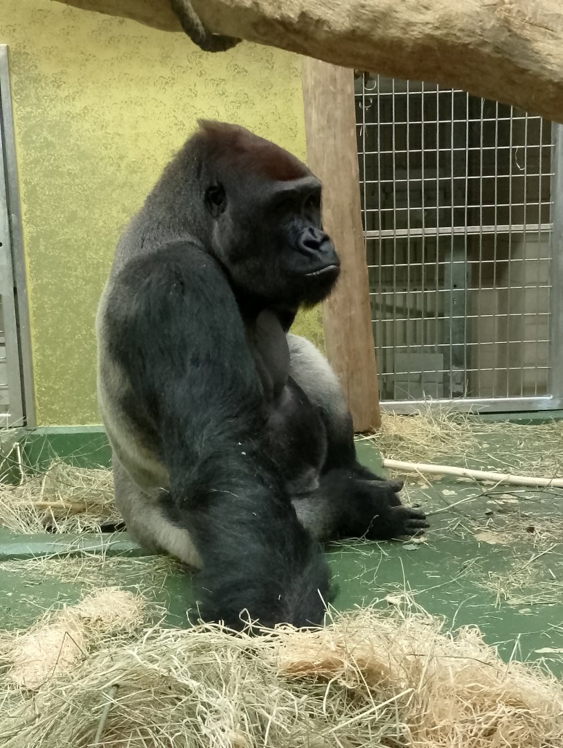 Western lowland gorilla