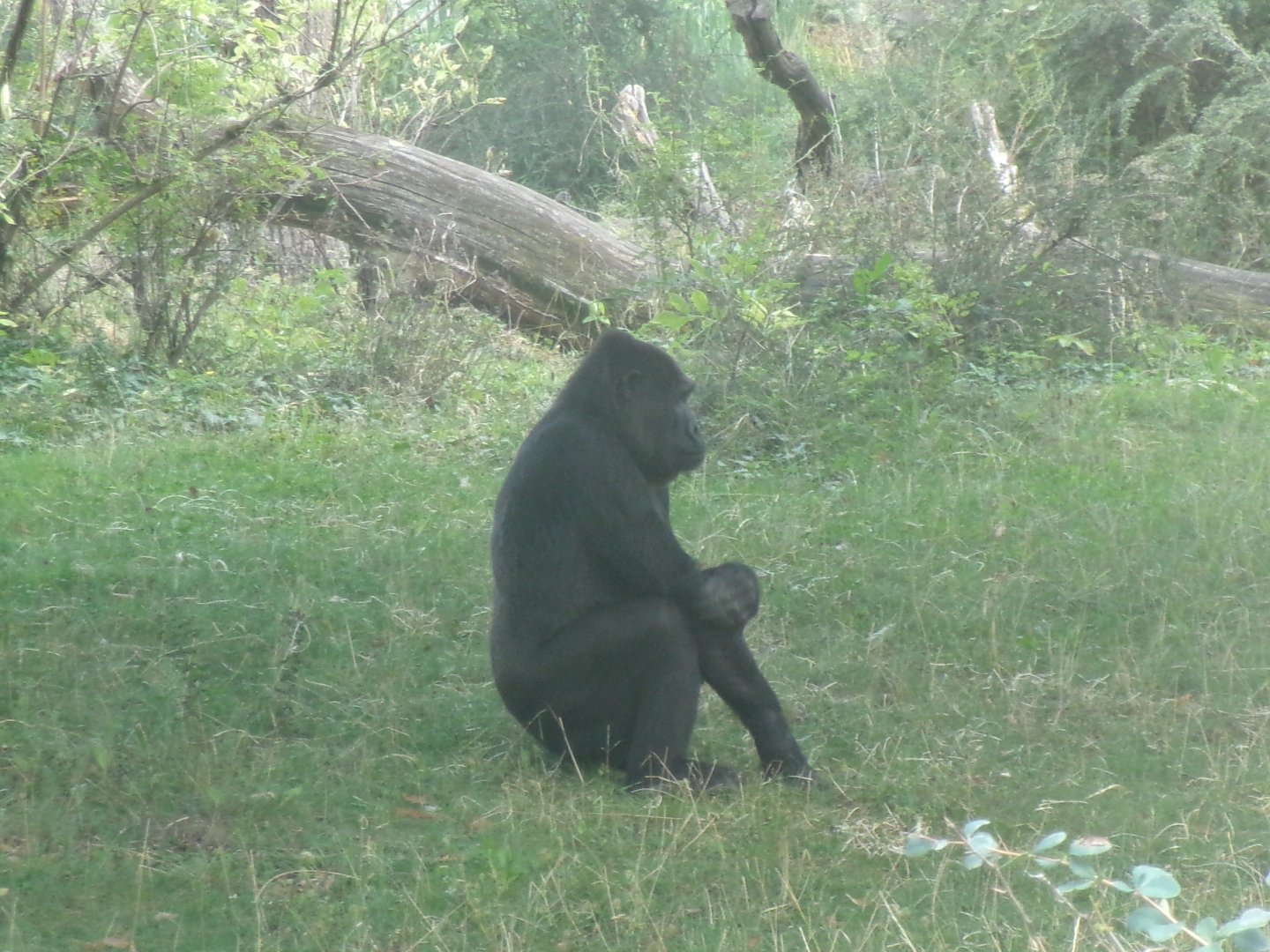Western lowland gorilla