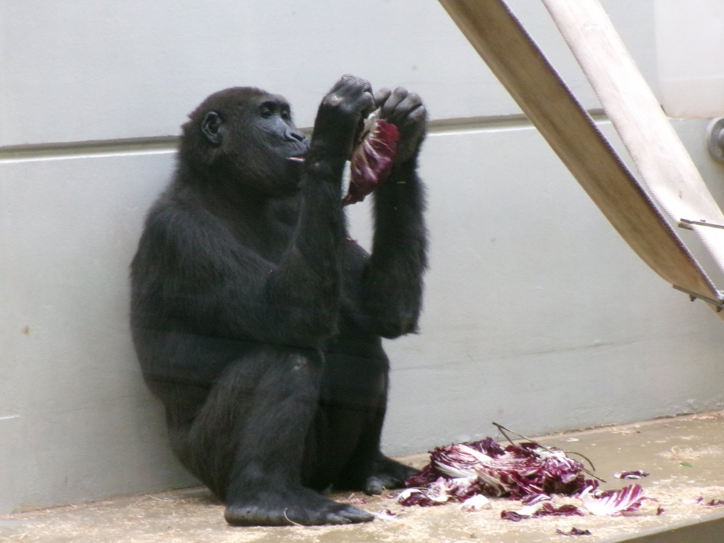 Western lowland gorilla