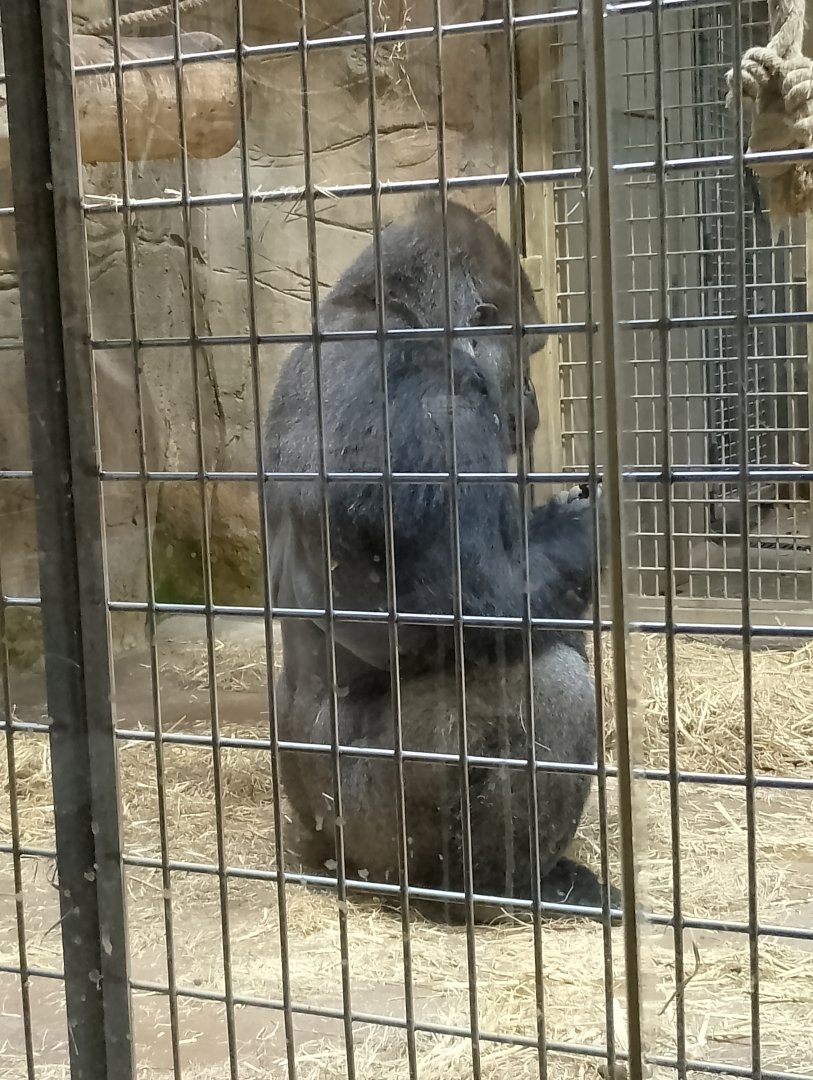 Western lowland gorilla
