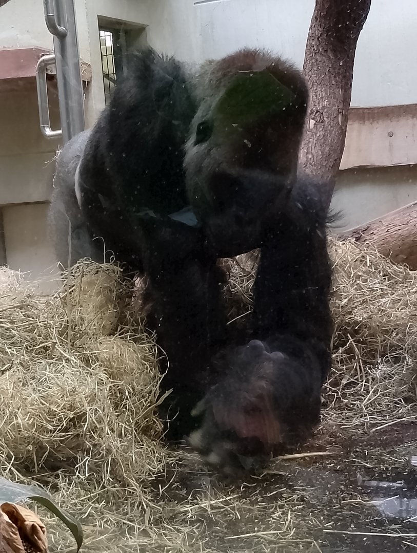 Western lowland gorilla