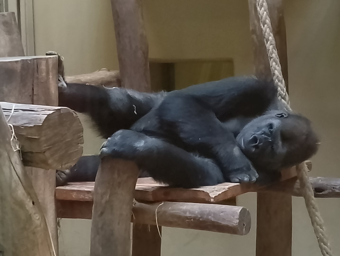 Western lowland gorilla