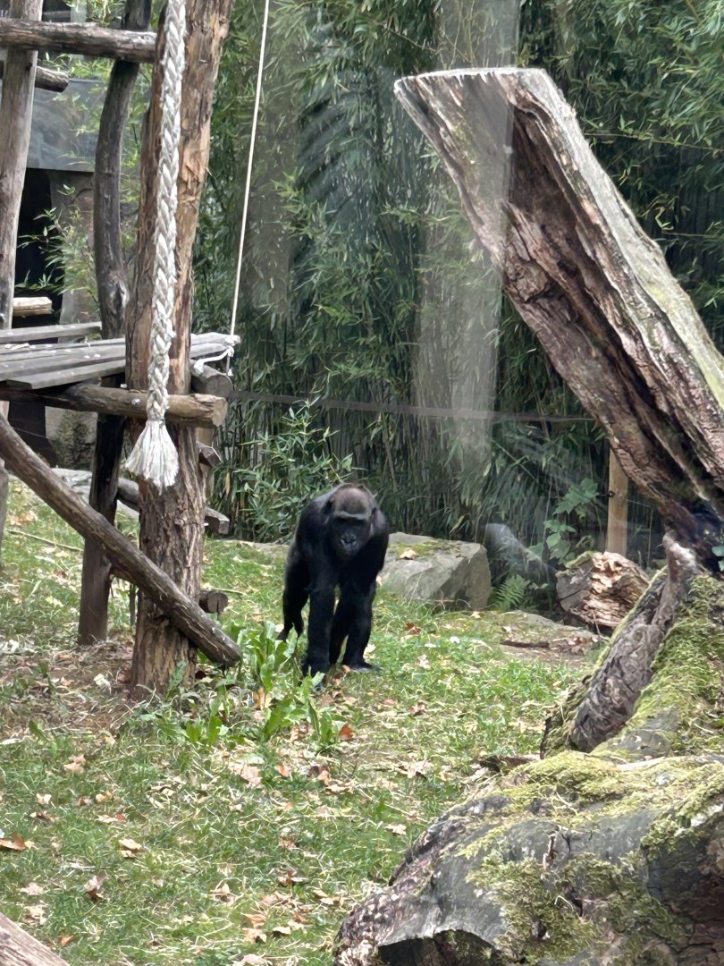 Western lowland gorilla