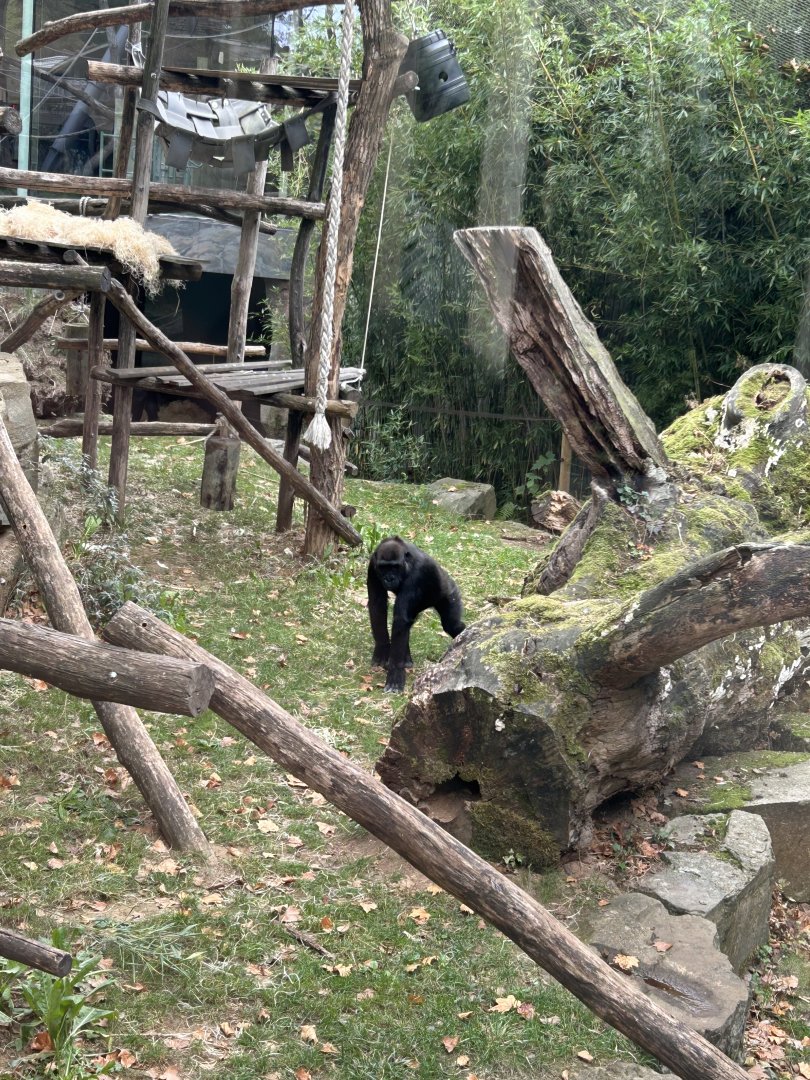 Western lowland gorilla